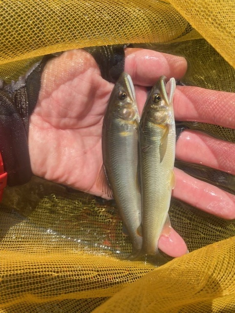 2025年長良川郡上 鮎釣り釣行 | 釣具のイシグロ | 釣り情報サイト